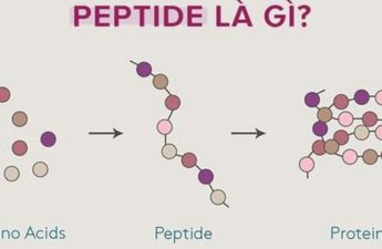Peptide - hoạt chất vàng trong làng chống lão hóa