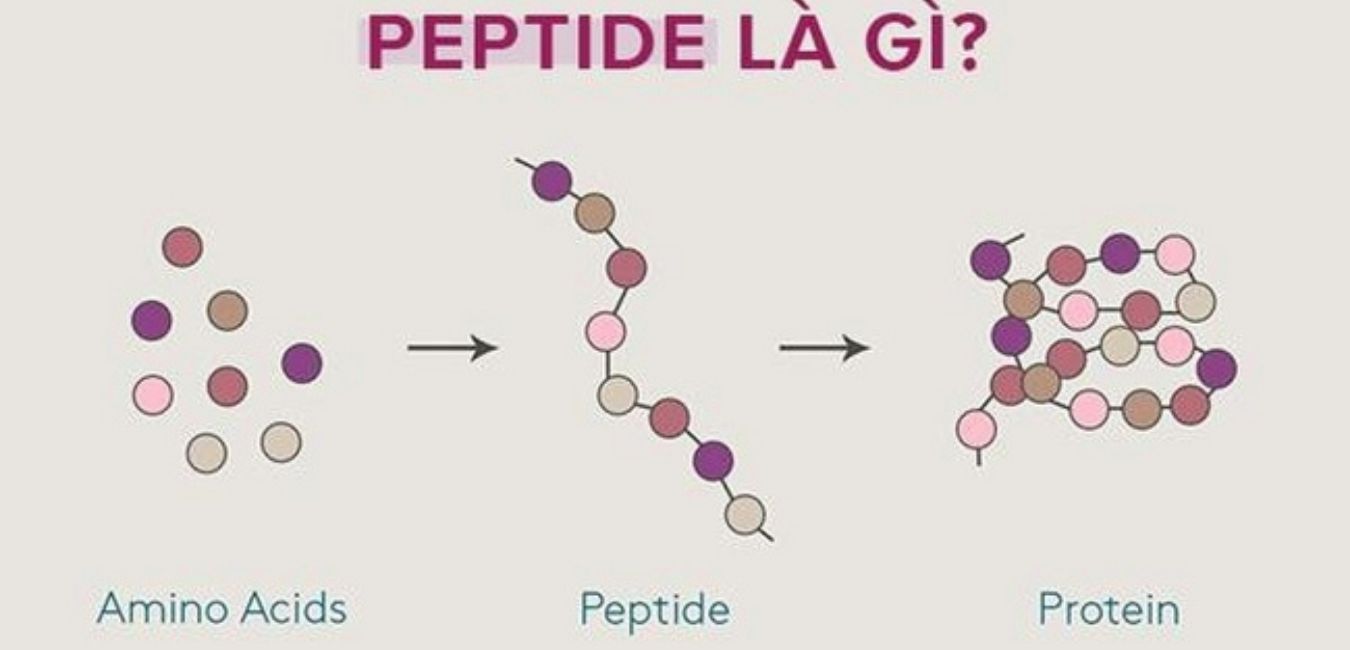Peptide - hoạt chất vàng trong làng chống lão hóa